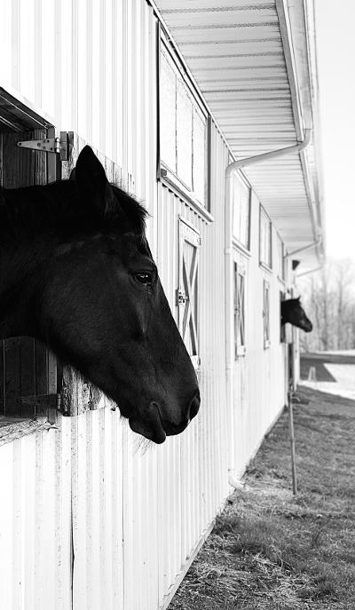 3rd PrizeOpen Mono In Class 2 By Cathy Forthuber For Thoughtful Horse DEC-2020.jpg